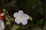 Wild geranium